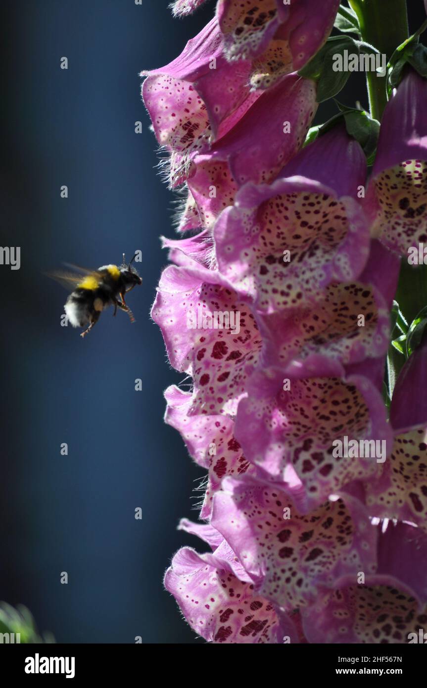 Un primo piano di fiori di Foxglove (Digitails) avvistati in un giardino nello Yorkshire orientale, Inghilterra con un'ape che si avvicina ad un fiore Foto Stock