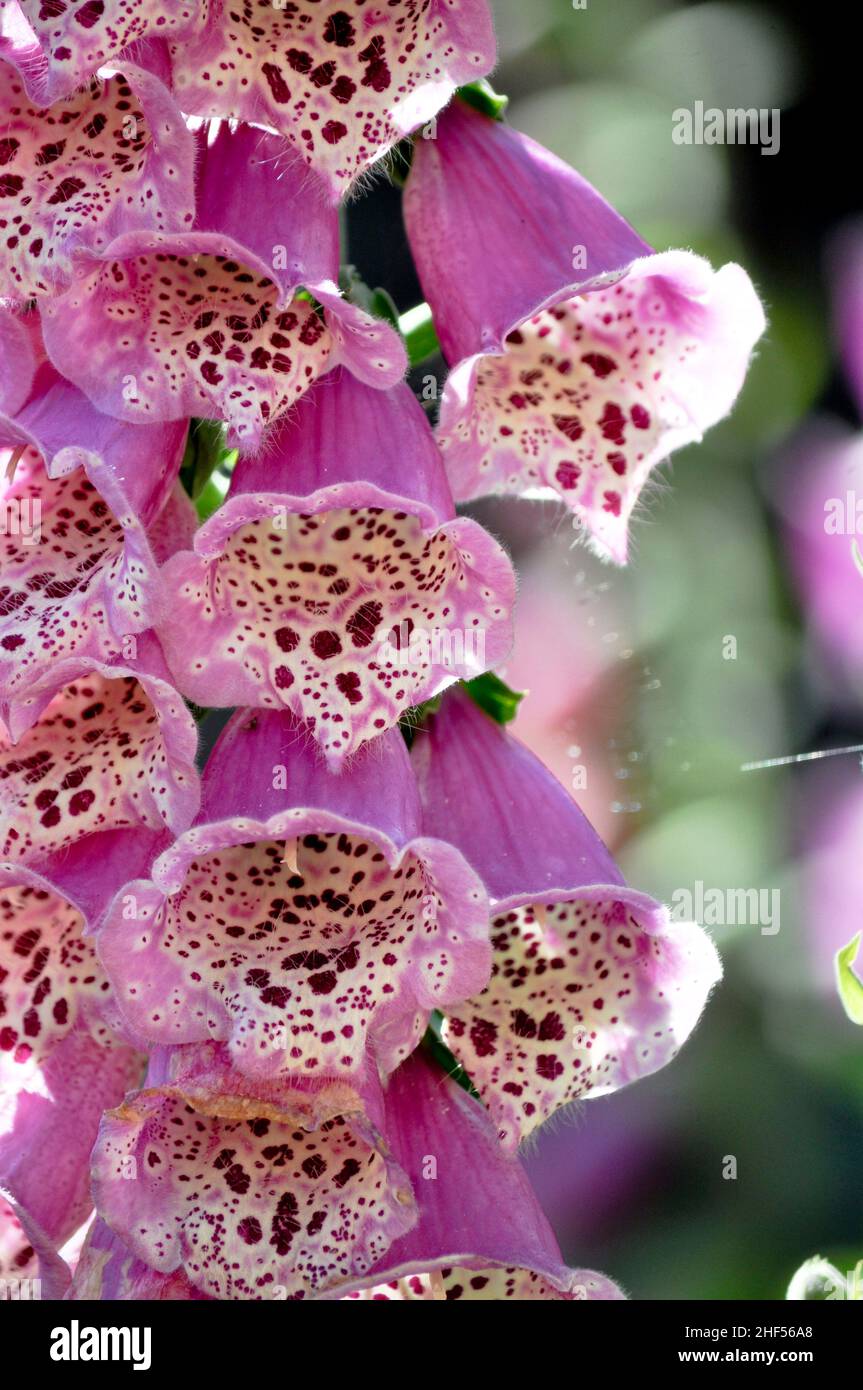 Un primo piano di fiori di Foxglove (Digitails) avvistati in un giardino nello Yorkshire orientale, Inghilterra Foto Stock