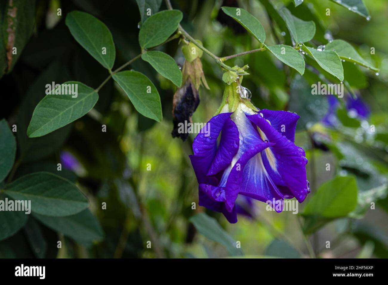 Porpora farfalla pisello fiore è così bello Foto Stock