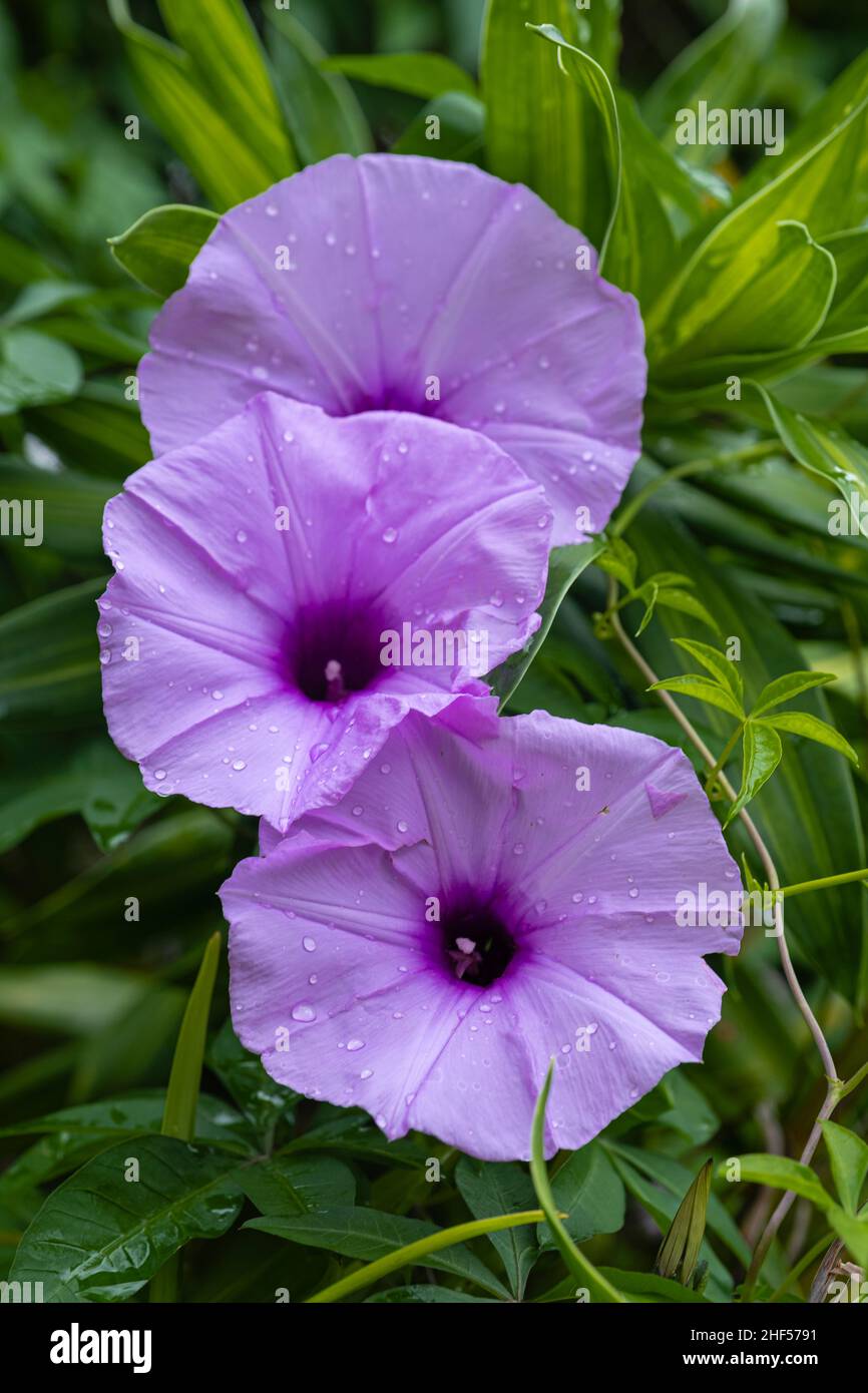 Spinaci marini, cresce selvaggio su molte spiagge in Vietnam Foto Stock
