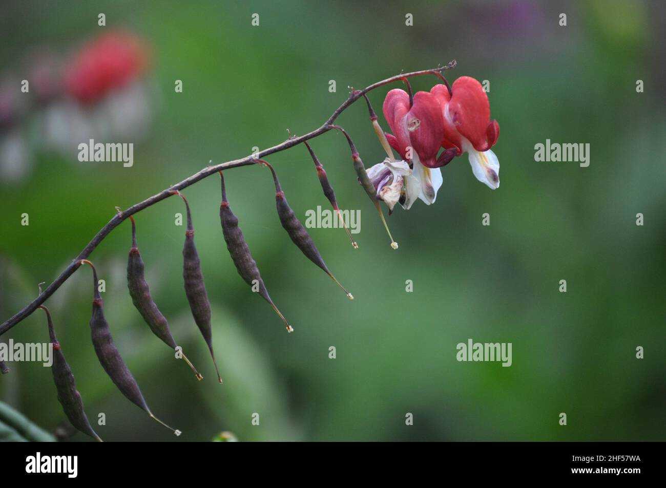 Un gambo di una pianta di cuore sanguinante rossa (Dicentra Formosa) che mostra pod di seme formati e due cuori rimanenti alla fine del gambo. Foto Stock