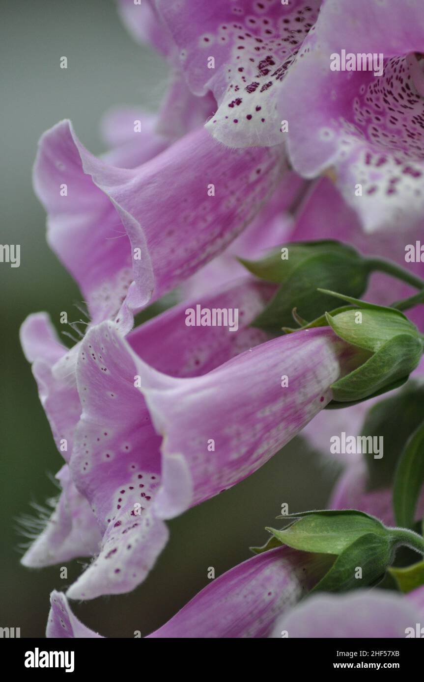 Un primo piano di fiori di Foxglove (Digitails) avvistati in un giardino nello Yorkshire orientale, Inghilterra Foto Stock