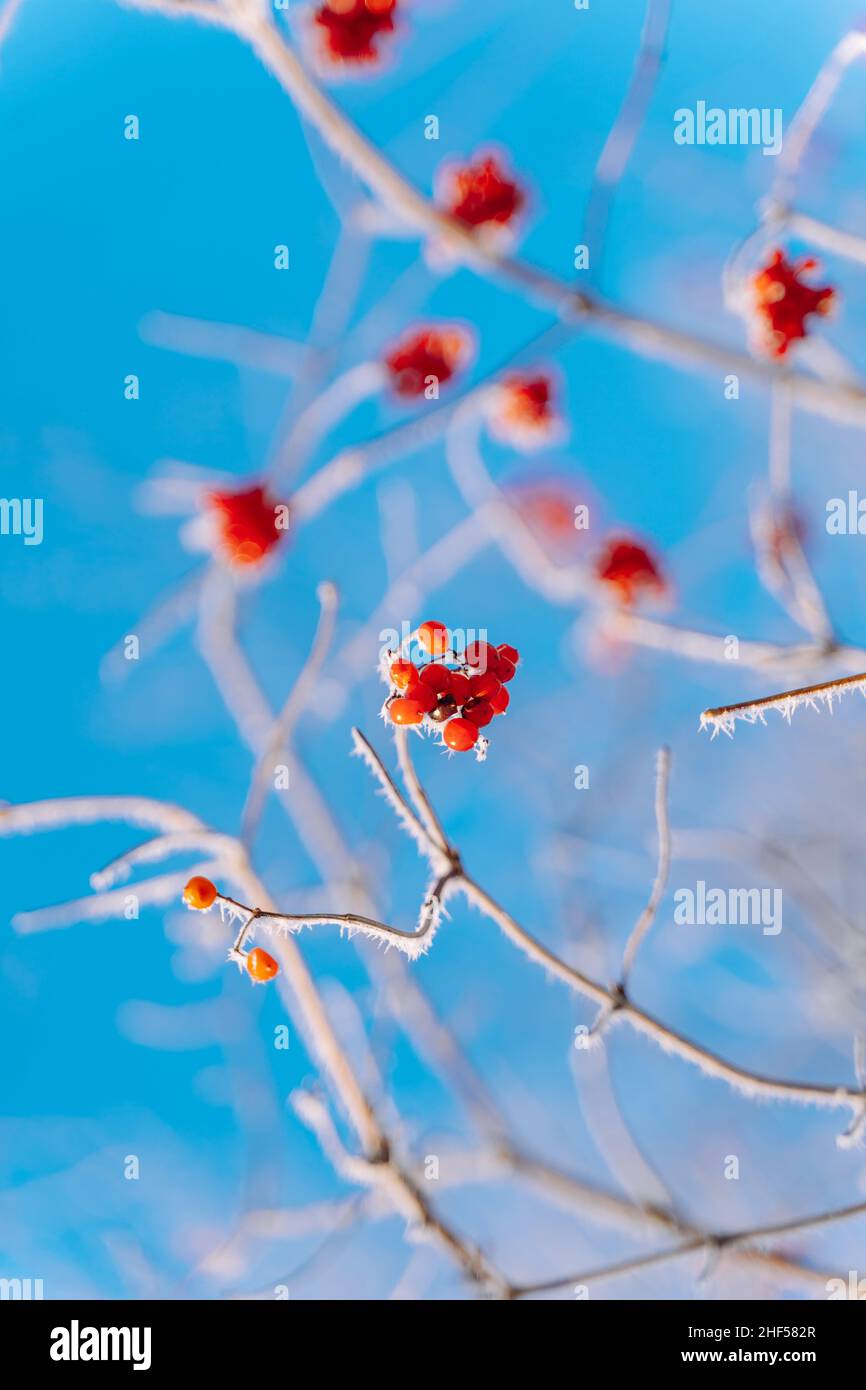 Bacche rosse glassate di rosa guelder appendere su ramo di cespuglio senza foglie in chiaro giorno di sole su sfondo blu. Foto Stock