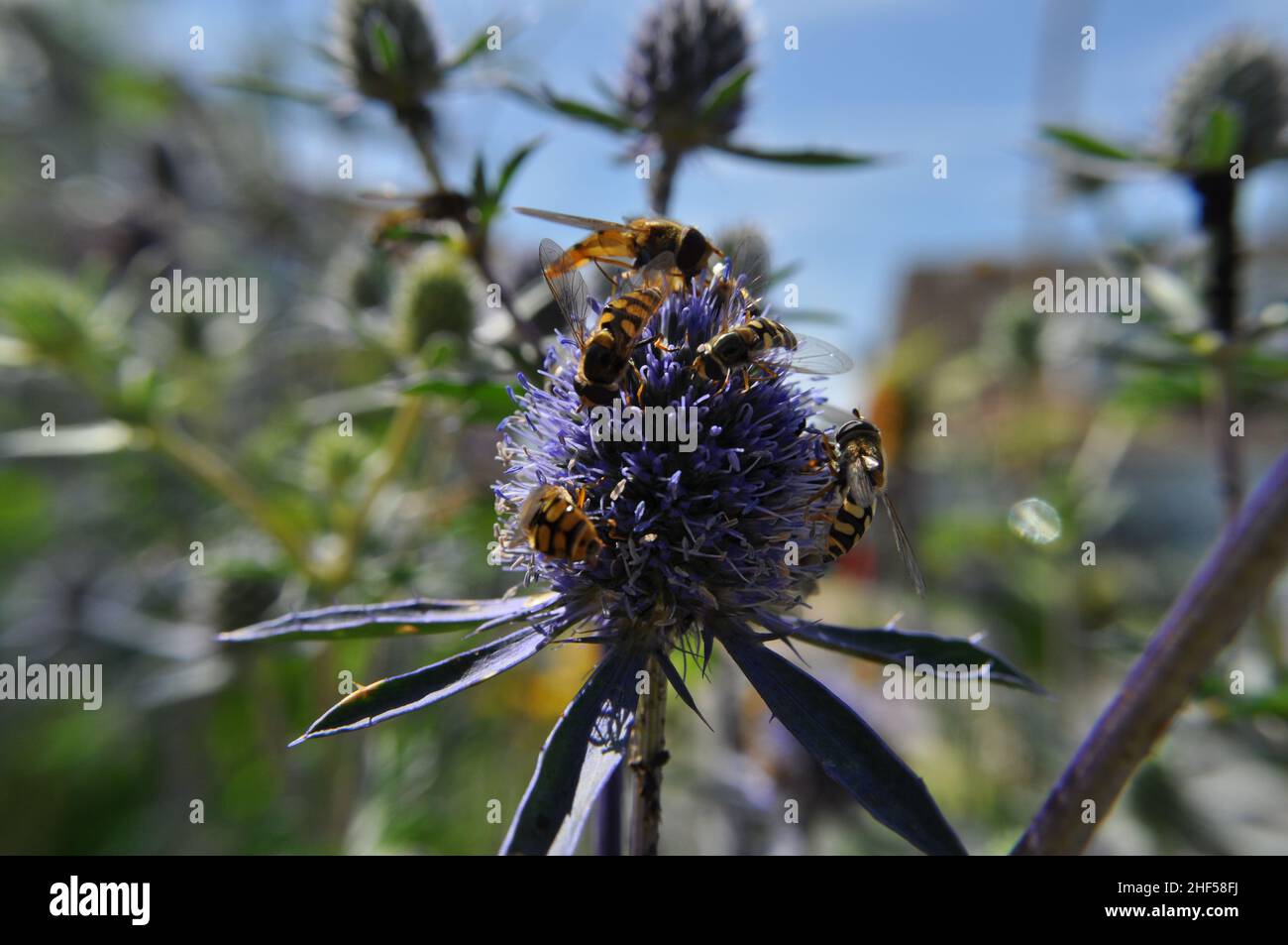 Hoverflies (Syrphidae) che si gode il nettare di un fiore di Seaholly (Eryngium planum) a metà estate, Regno Unito Foto Stock