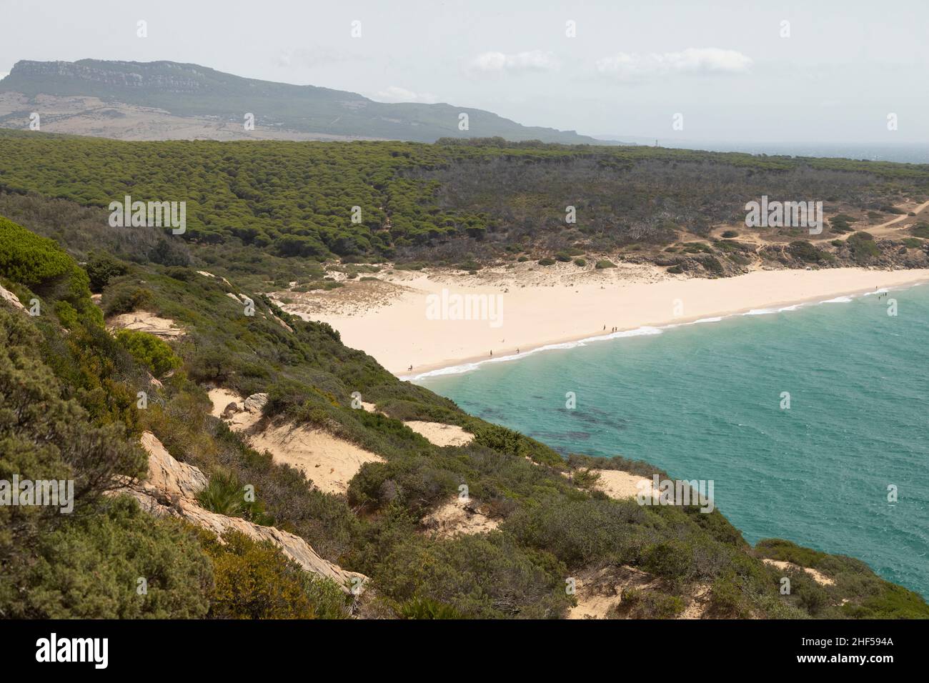 Vista panoramica sui pini soleggiati a mezzogiorno e sulla spiaggia di El Cañuelo, all'interno del Parco Naturale di Estrecho, provincia di Cadice, Spagna Foto Stock