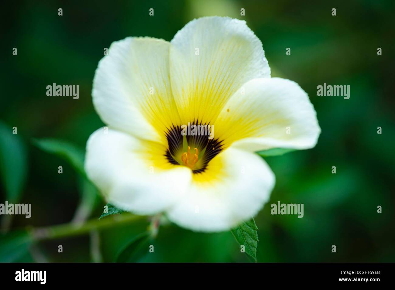 campana gialla, tromba dorata o fiore di tazzina Foto Stock