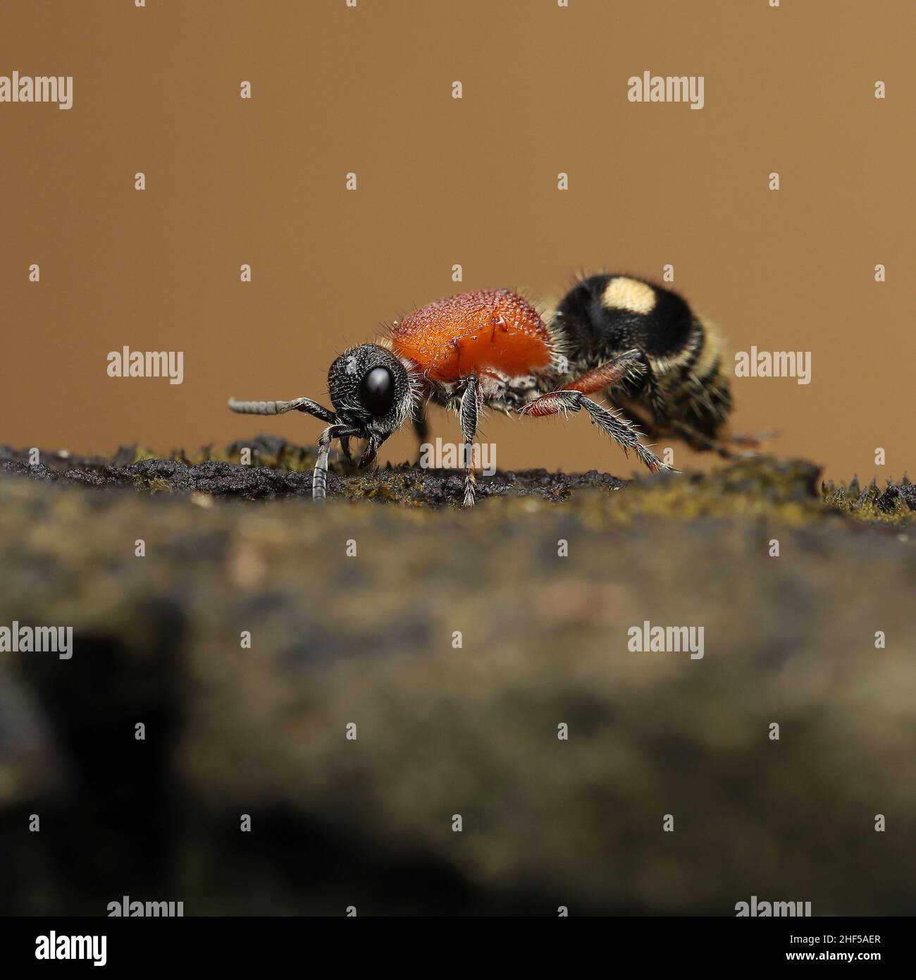 Primo piano bellezza di piccoli insetti Foto Stock