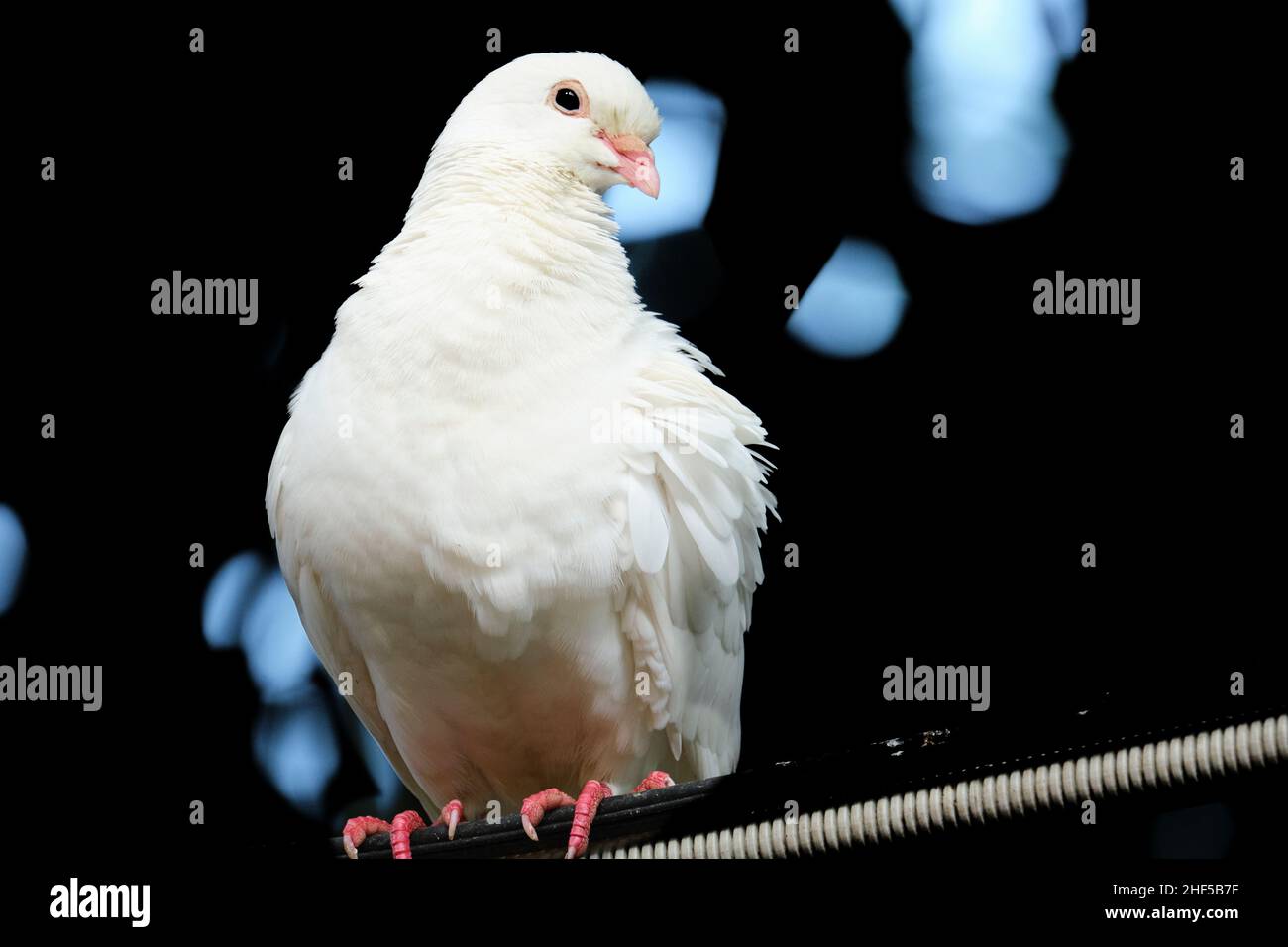 La colomba è un simbolo di amore, pace e felicità Foto Stock