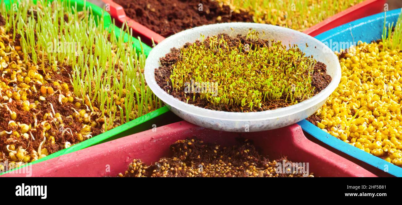 Contenitori con microgrene. Fresco micro verde organico giovane pianta piantina crescita seme germogliante dieta vegana. Insalata di germoglio verde a crescita domestica Foto Stock