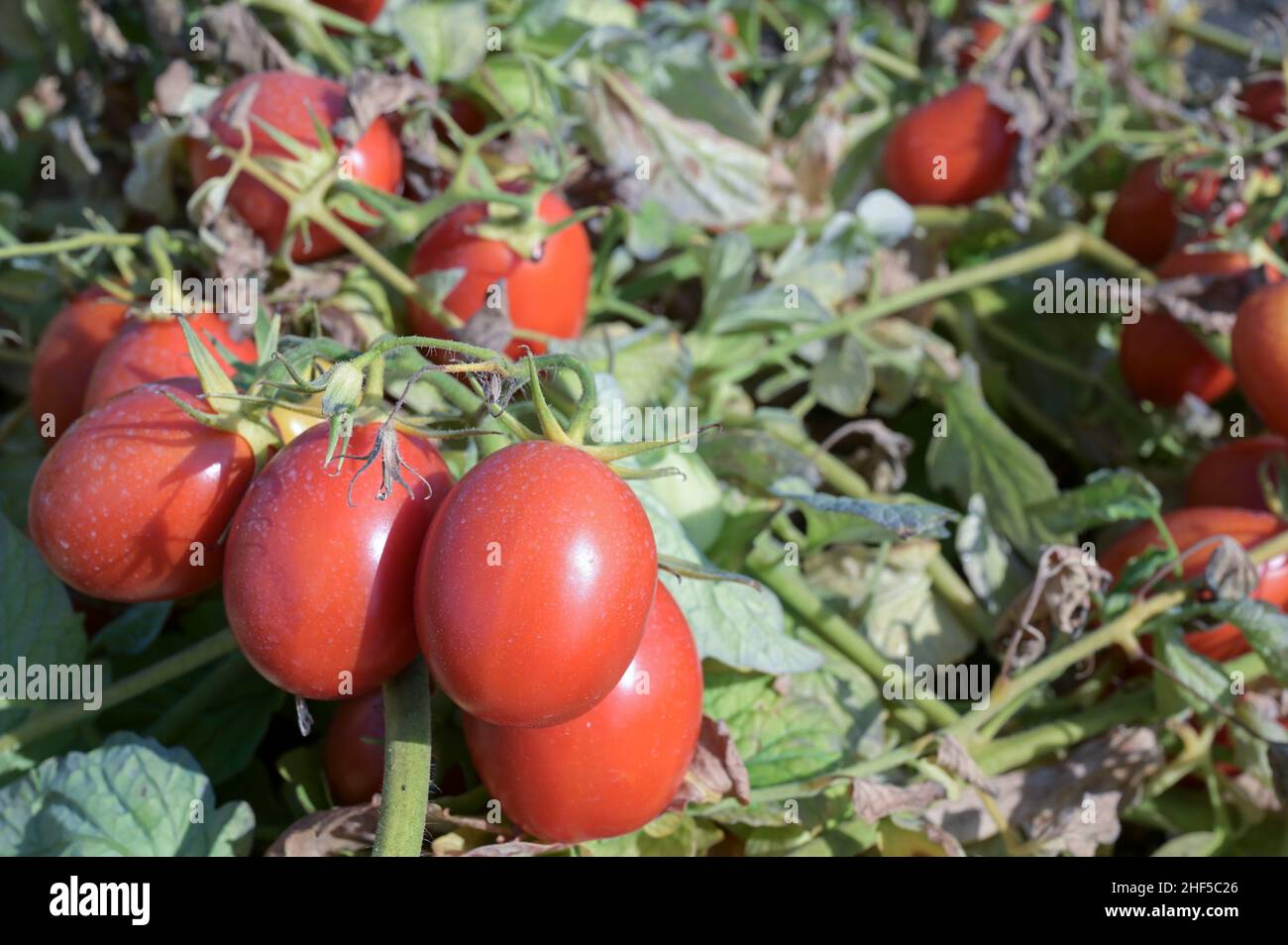 ITALIA, Parma, Basilicanova, produzione di pomodori per l'azienda Mutti s.p.a., i pomodori a susina vengono utilizzati per conserve di pomodoro, polpo, passata e concentrato di pomodoro / ITALIEN, Tomaten Vertragsanbau fuer Firma Mutti spa, die geernteten Flaschentomaten werden anschliessend zu Dosentomaten, Passata und Tomatenmark verarbeiten Italien, 100 und Prokonseren und Prokonerwerden Foto Stock