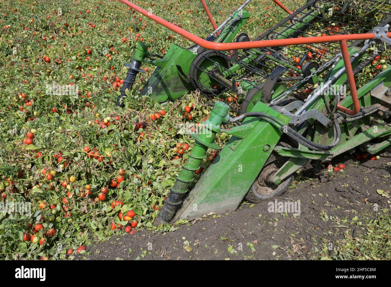 ITALIA, Parma, Basilicanova, coltivazione a contratto di pomodoro per la società Mutti s.p.a., raccolta con la vendemmia Guaresi, i pomodori prugnani raccolti vengono utilizzati per conserve di pomodoro, polpo, passata e concentrato di pomodoro / ITALIEN, Tomaten Vertragsanbau fuer Firma Mutti spa, die geernteten Flaschentomaten werden anschliessend zu Dosentomert, Passerbeaten und Tomveraten und Tomserenaten und Tomverserenaten und Tomverkonaten und alles 100 Prozent Italien Foto Stock