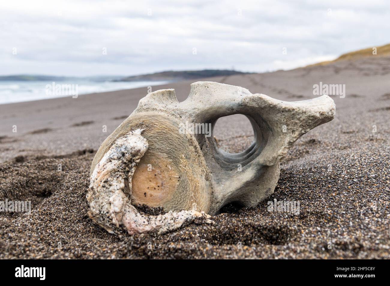 Long Strand, West Cork, Irlanda. 14th Jan 2022. Una parte delle vertebre di una balena è stata scoperta sulla spiaggia di Long Strand ieri sera. Il pezzo di vertebre è lungo circa 3ft e la cartilagine è ancora presente. Credit: AG News/Alamy Live News Foto Stock