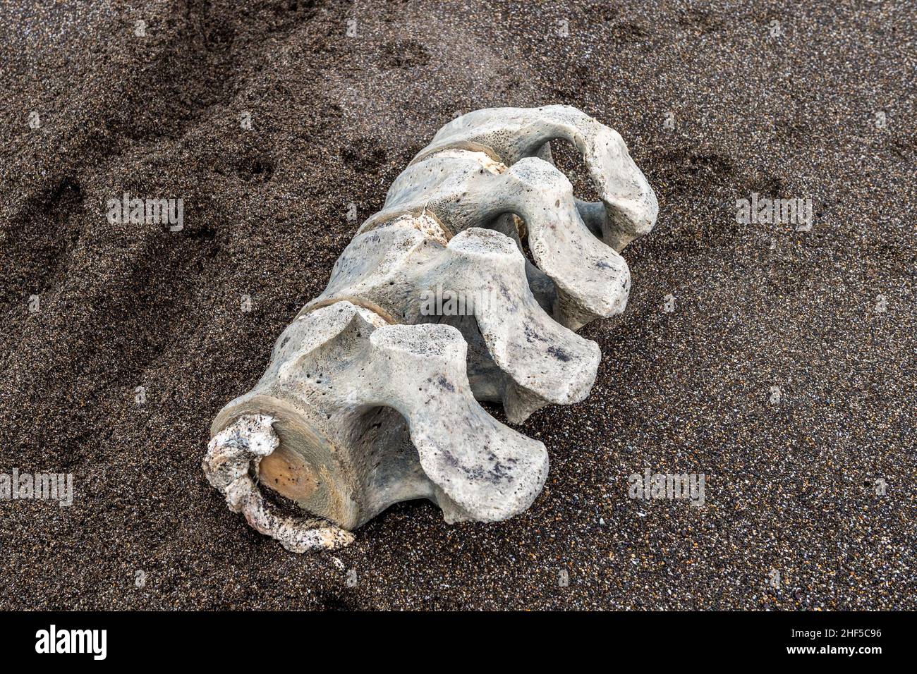 Long Strand, West Cork, Irlanda. 14th Jan 2022. Una parte delle vertebre di una balena è stata scoperta sulla spiaggia di Long Strand ieri sera. Il pezzo di vertebre è lungo circa 3ft e la cartilagine è ancora presente. Credit: AG News/Alamy Live News Foto Stock
