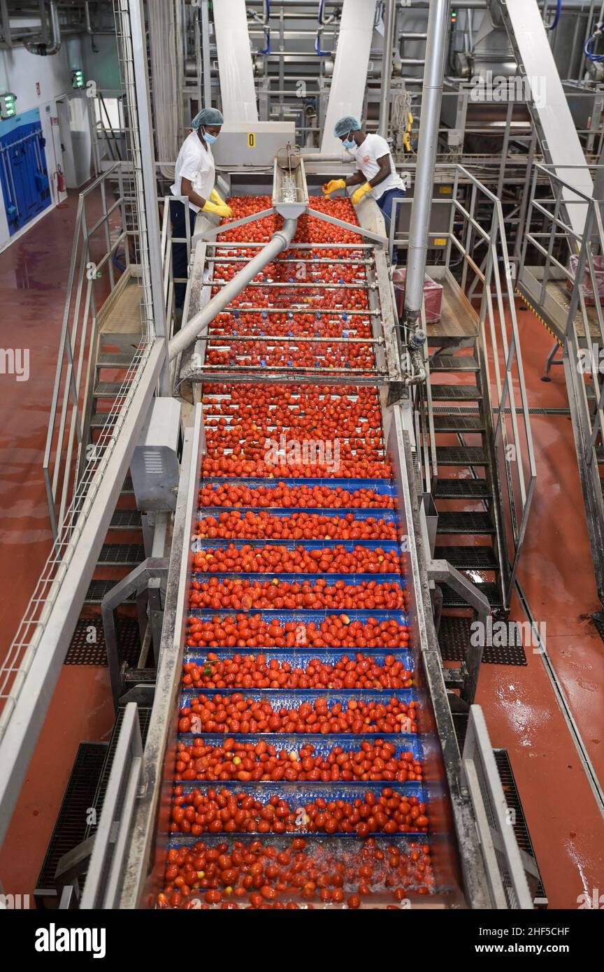 ITALIA, Parma, Basilicanova, conserviera di pomodori Mutti s.p.a., fondata nel 1899, i pomodori freschi di susina vengono conservati come concentrato di pomodoro, polpo, passata e pomodoro in scatola, lavatrici / ITALIEN, Parma, Basilicanova, Tomatenkonservenfabrik Firma Mutti spa, die frisch geternen Flaschentomwerden zu Dosallaternen et Italien, 100 und Proverkonseraten und Tomserenen und Tomserzen und Tomserenen und Tomserzu Dosentiert und Tomserenen, Taveren und Terzen, finale Wasch- und Sortieranlage Foto Stock