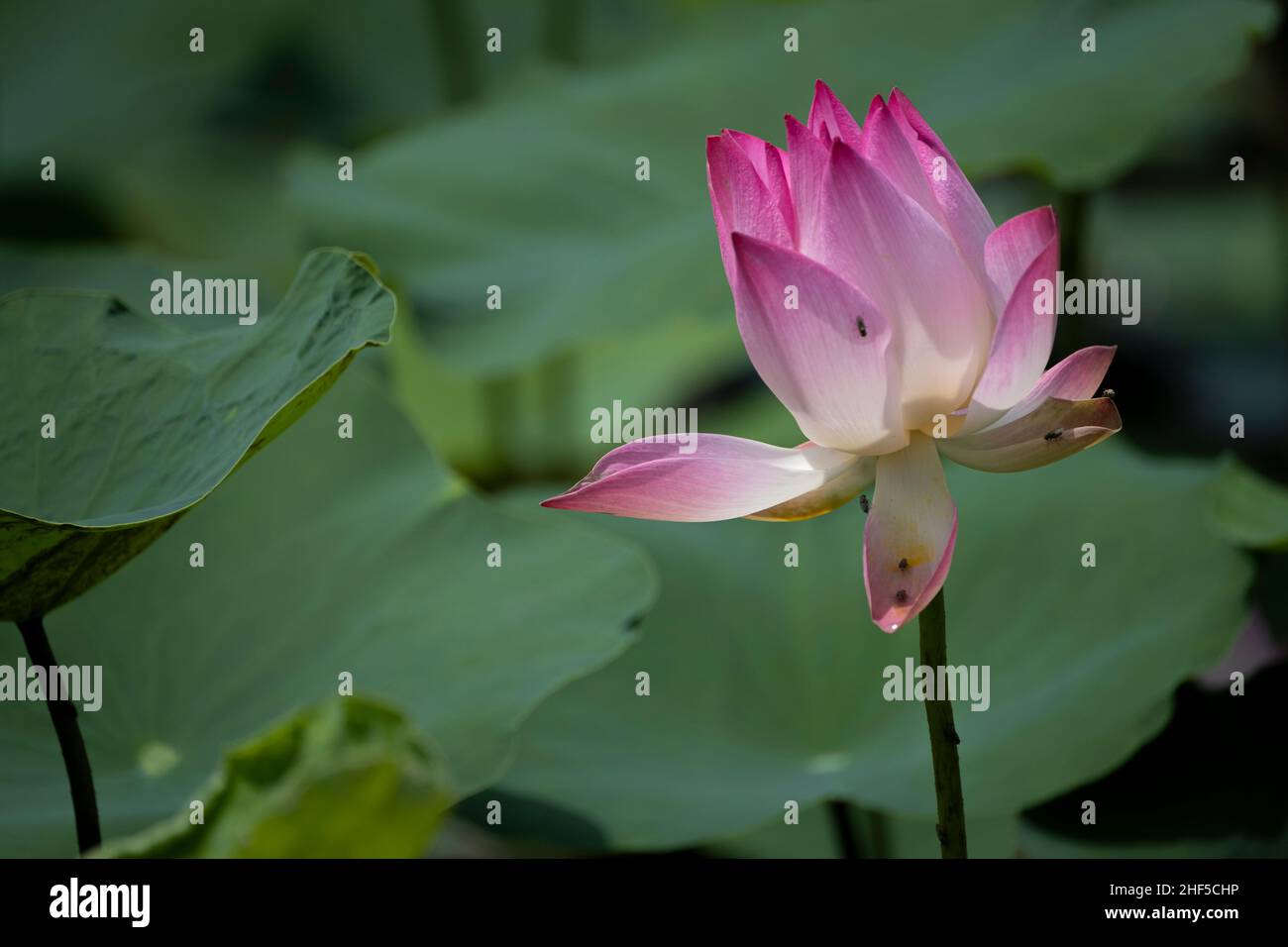 lotus, il fiore nazionale del Vietnam Foto Stock