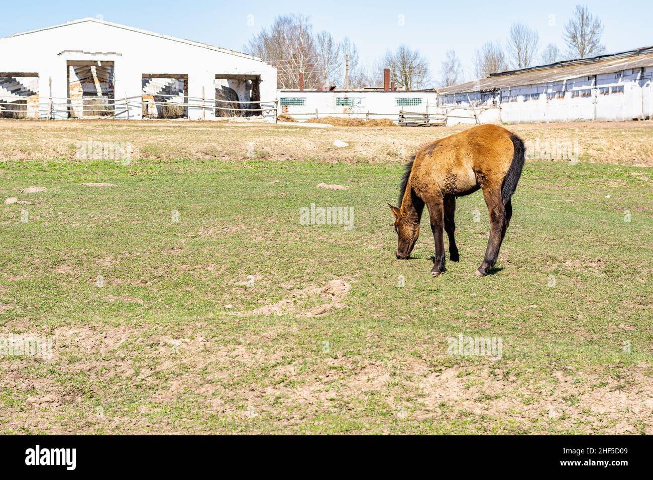 Un giovane volpe in un pascolo vicino ad una vecchia fattoria abbandonata. Foto orizzontale. Foto Stock