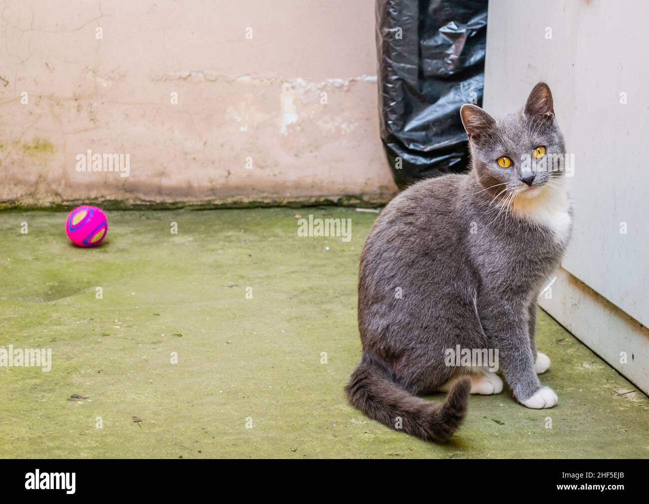 Europeo, gatto domestico sul vialetto lastricato della casa. Foto Stock