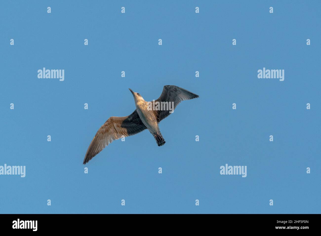 Solitario gabbiano che vola in alto nel cielo Foto Stock