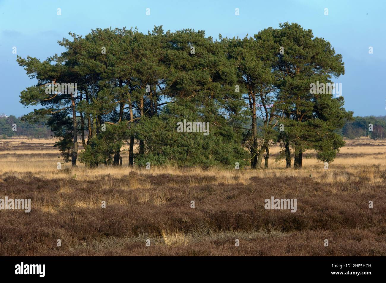 Regte Heide, Rijen, Paesi Bassi. Gruppo di alberi a Regte Heide Moorland, un paesaggio naturale conservato vicino al confine belga. Foto Stock