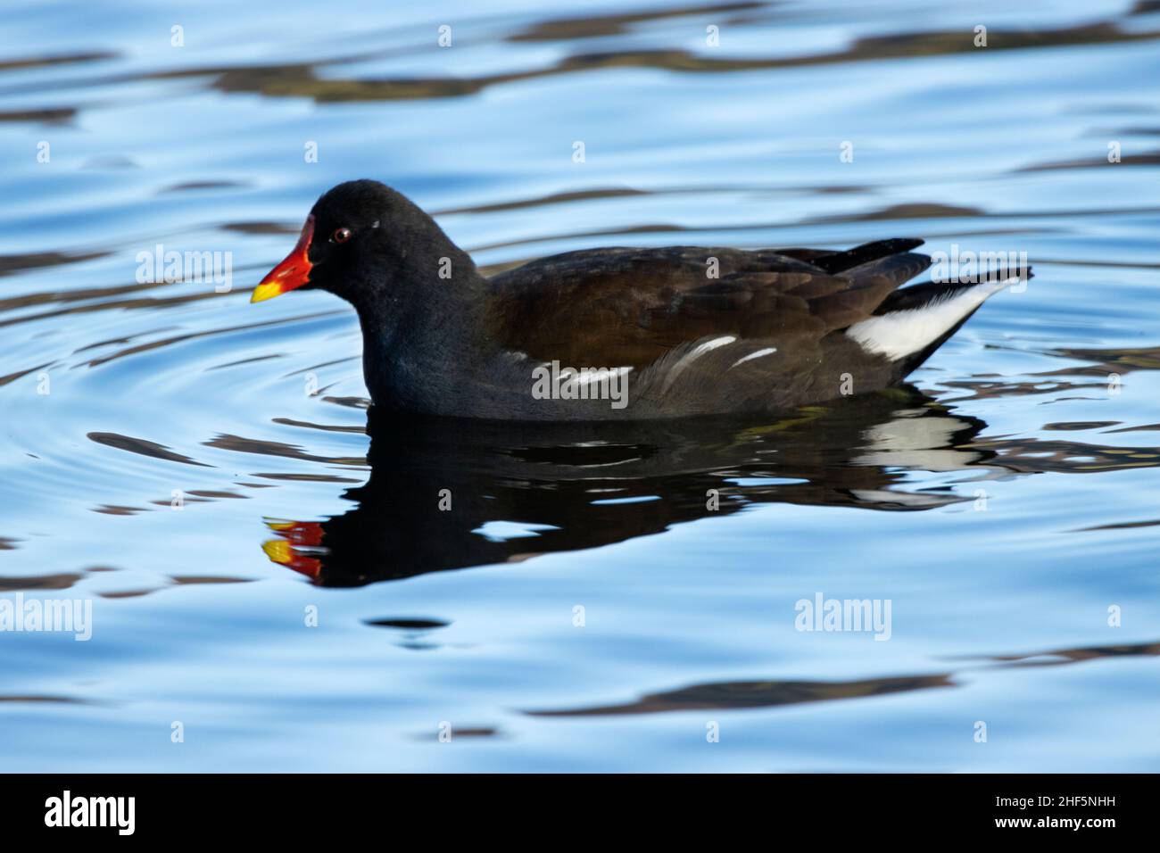 Un uccello comune delle zone umide e dei corsi d'acqua nel Regno Unito, il Moorhen richiede tratti di lungofiume e stagni dove la vegetazione spessa fornisce copertura Foto Stock