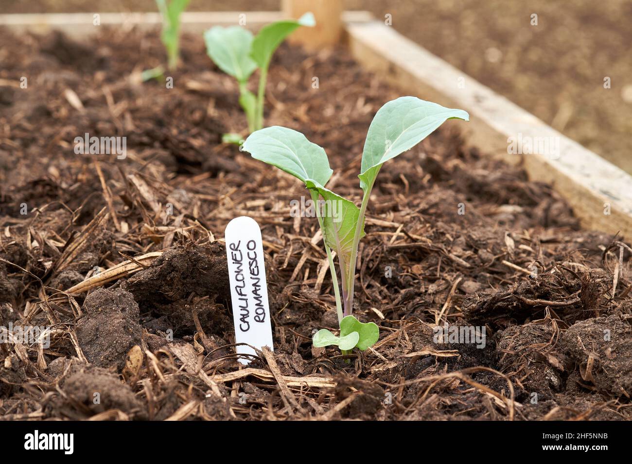 Cavolfiore (Brassica oleracea) romanesco tappo pianta in una materia organica ricca riempito terreno in un giardino vegetale letto sollevato. Foto Stock