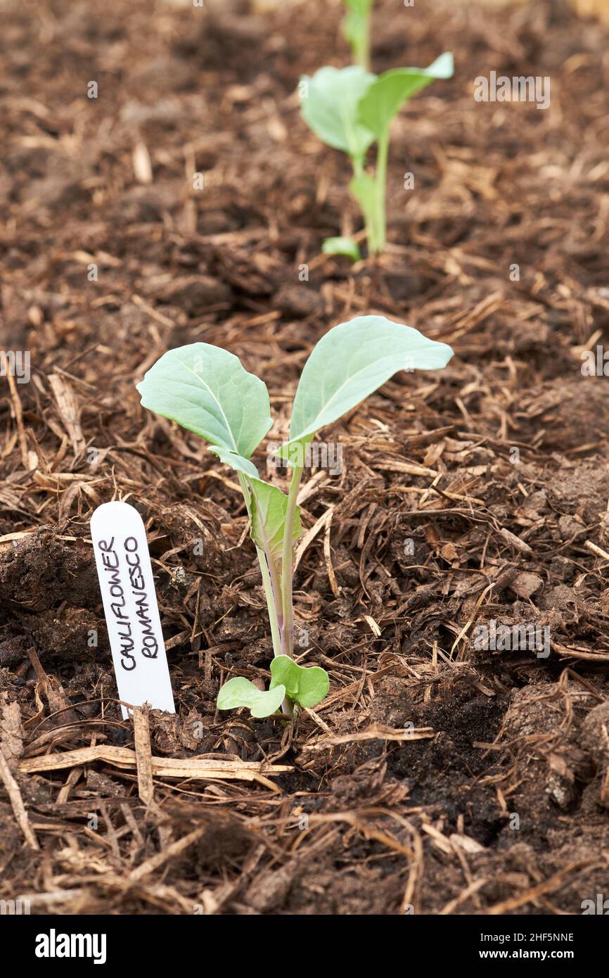 Cavolfiore (Brassica oleracea) romanesco tappo pianta in una materia organica ricca riempito terreno in un giardino vegetale letto sollevato. Foto Stock