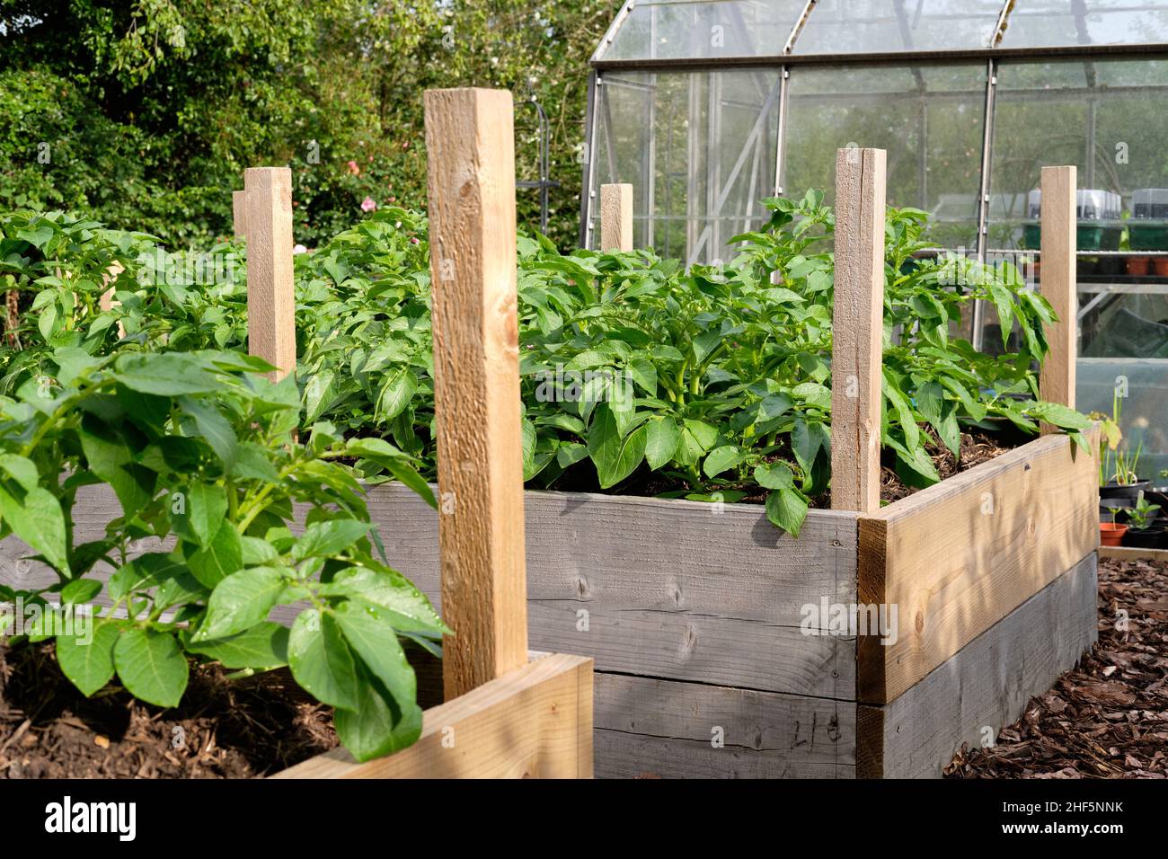 Charlotte nuove piante di patate che crescono in materia organica ricca riempito terreno in un orto letto sollevato. Foto Stock