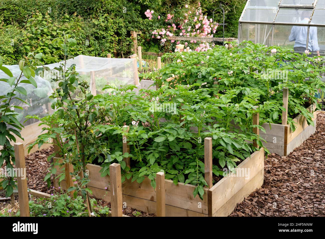 Fioritura Charlotte nuove patate piante che crescono in materia organica ricca pieno terreno in un orto letto rialzato. Foto Stock