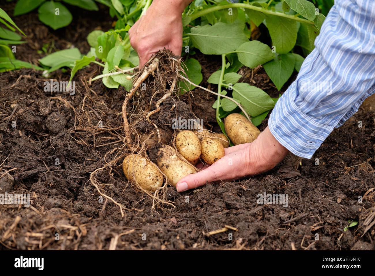 Una donna giardiniere sollevamento Charlotte patate nuove da una materia organica ricca pieno suolo in un giardino vegetale letto sollevato. Foto Stock