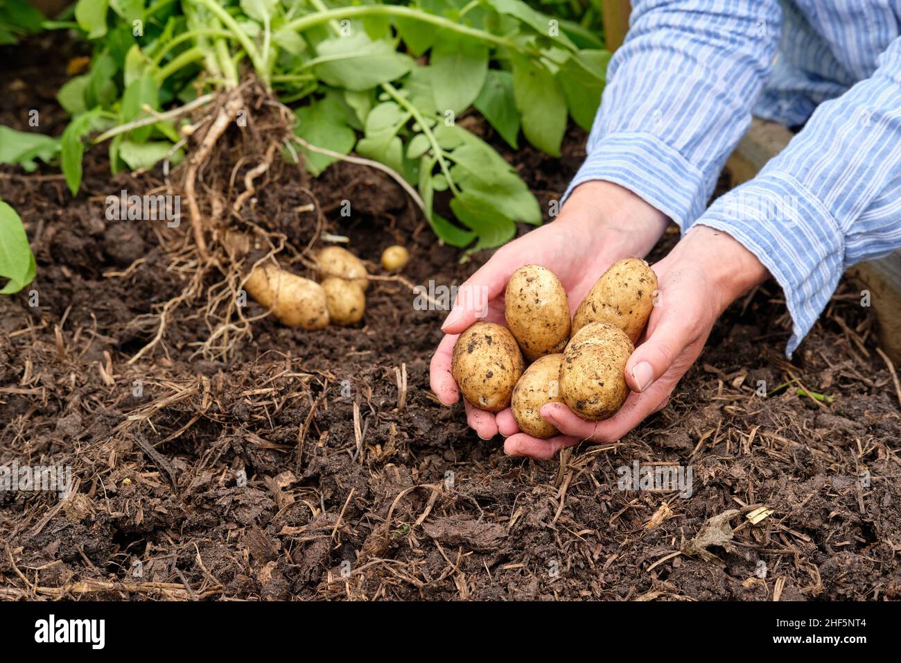 Una donna giardiniere che tiene appena sollevato Charlotte patate nuove da una materia organica ricca pieno suolo in un giardino vegetale letto sollevato. Foto Stock