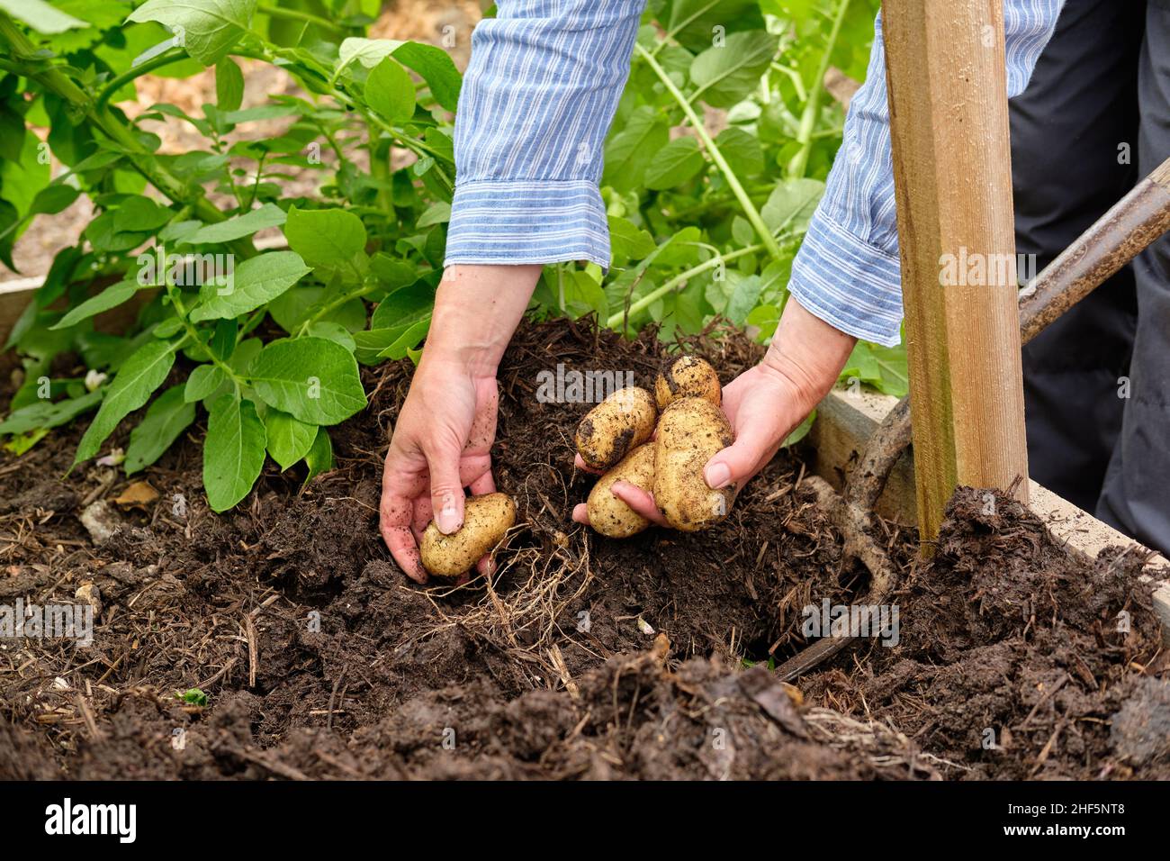 Una donna giardiniere sollevamento Charlotte patate nuove da una materia organica ricca pieno suolo in un giardino vegetale letto sollevato. Foto Stock