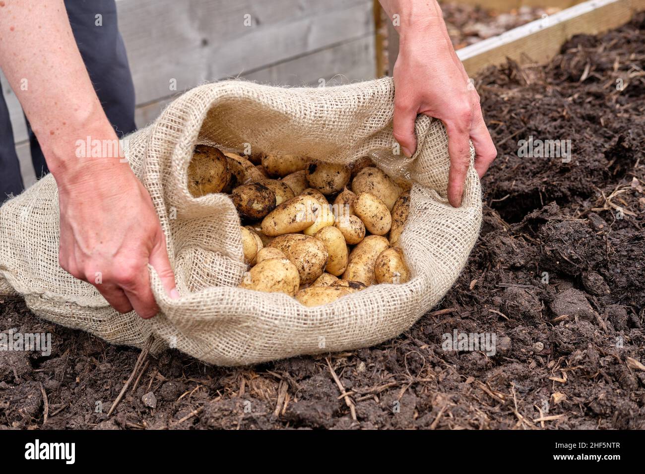 Una donna giardiniere che riempie un sacco di patate hessian con patate novelle Charlotte appena sollevate da un giardino vegetale letto sollevato. Foto Stock