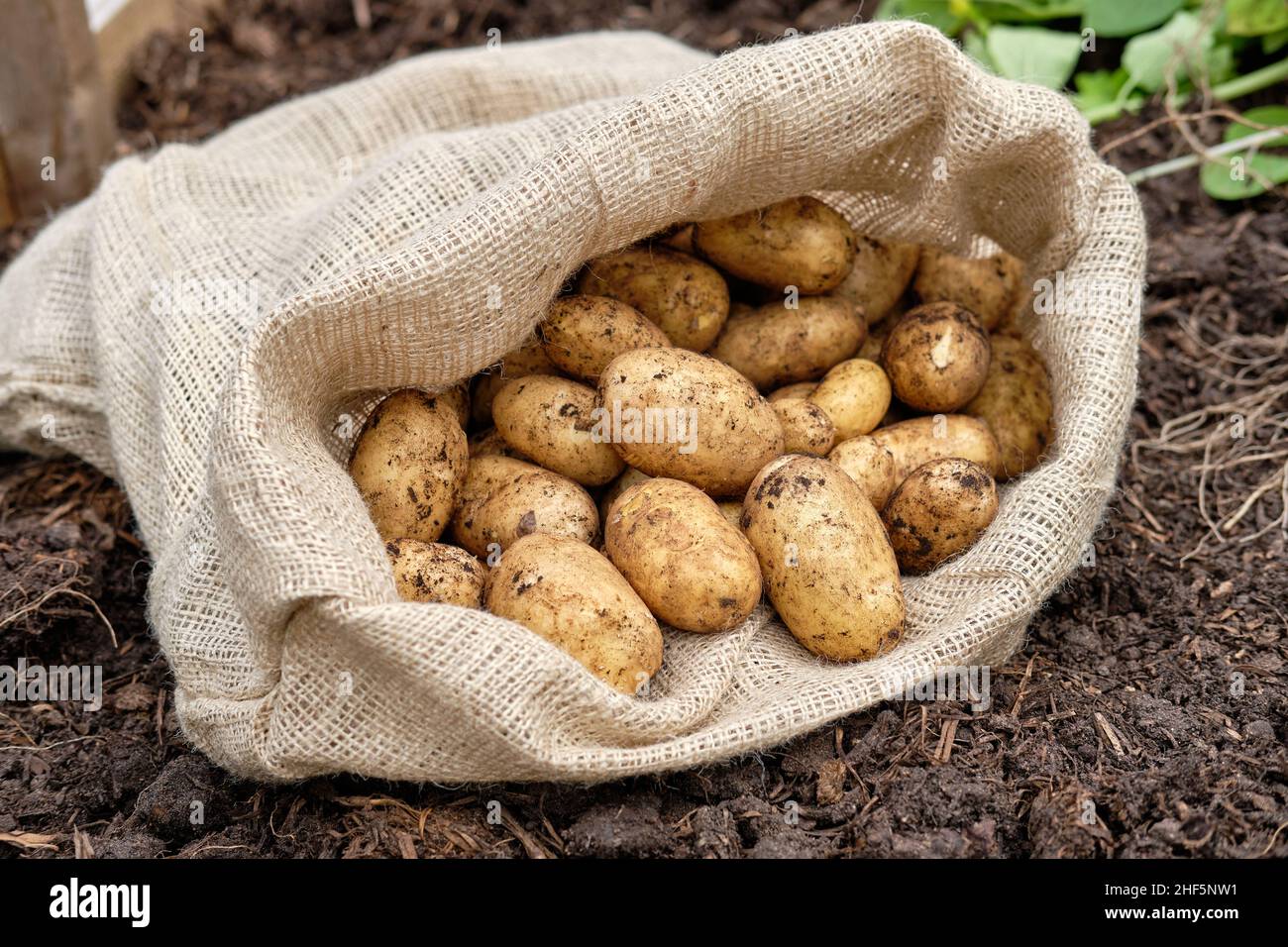 Un sacco di patate hessian riempito di patate novelle Charlotte appena sollevate da una materia organica ricca di terreno riempito in un giardino vegetale letto sollevato. Foto Stock