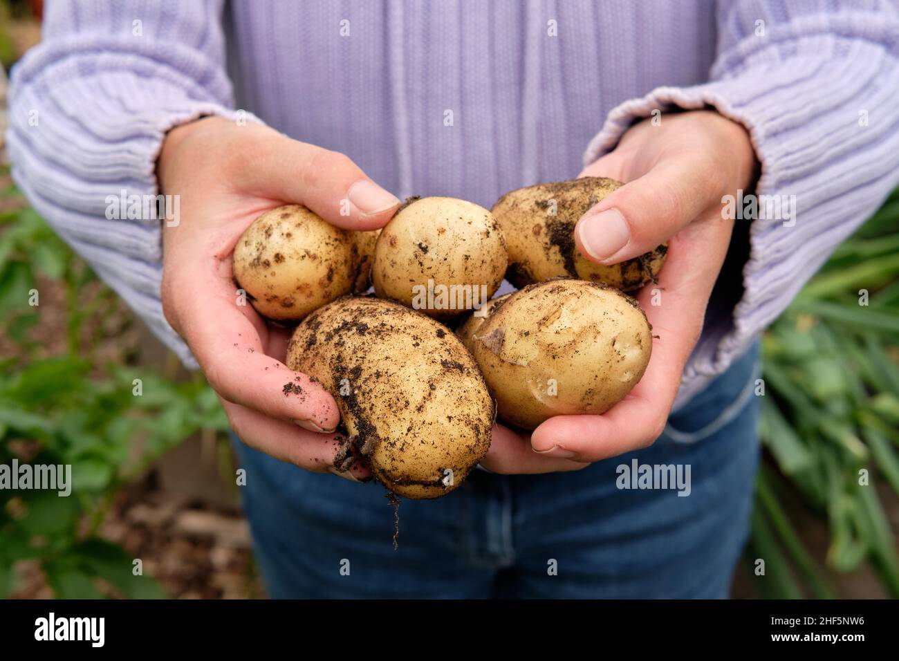 Una donna giardiniere che tiene appena sollevato Charlotte patate nuove da una materia organica ricca pieno suolo in un giardino vegetale letto sollevato. Foto Stock