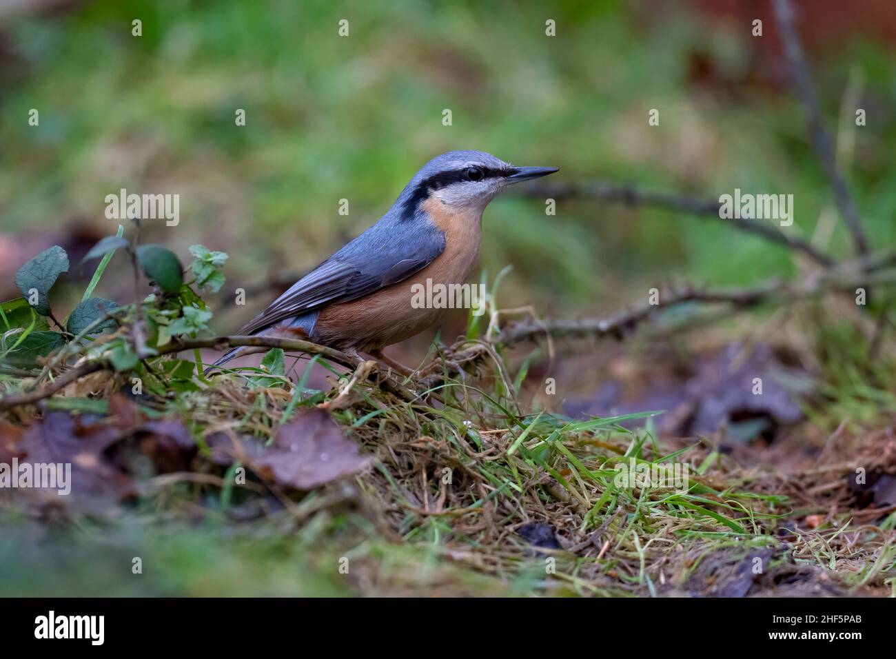Nuthatch-Sitta europaea. Foto Stock