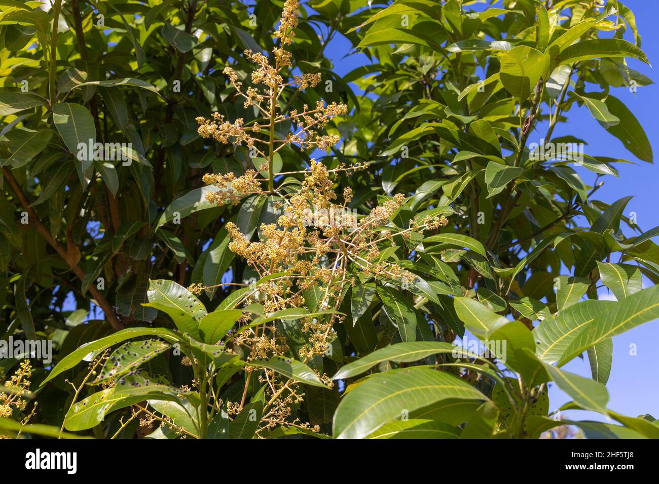 I fiori del mango (Mangifera indica) Foto Stock