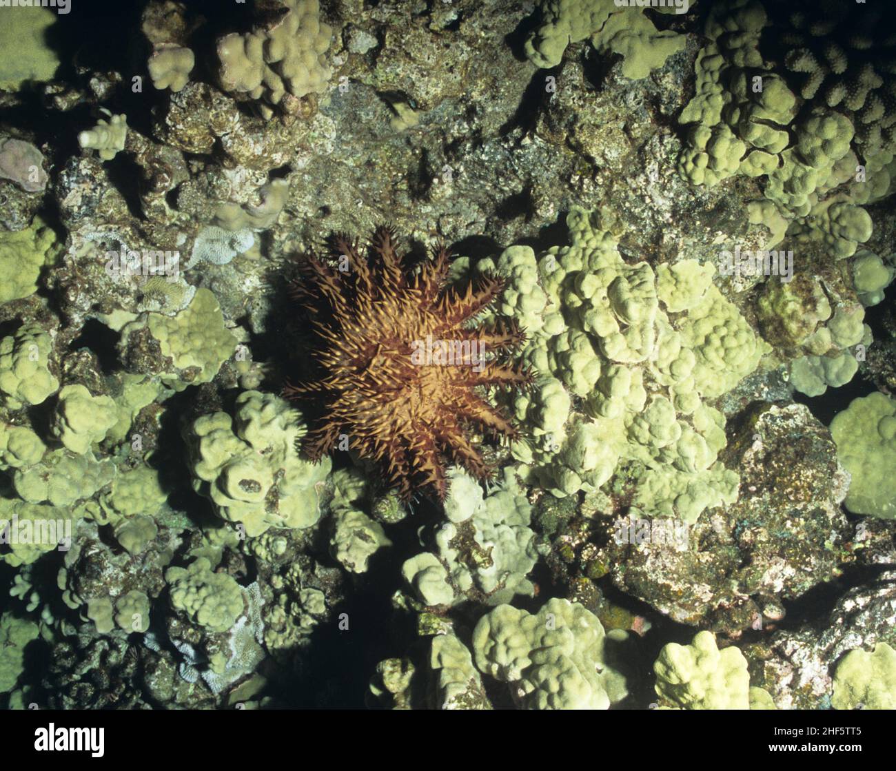 Pedicellarie, Starfish, Sea star, echinodermi, Asteroidea, Foto Stock
