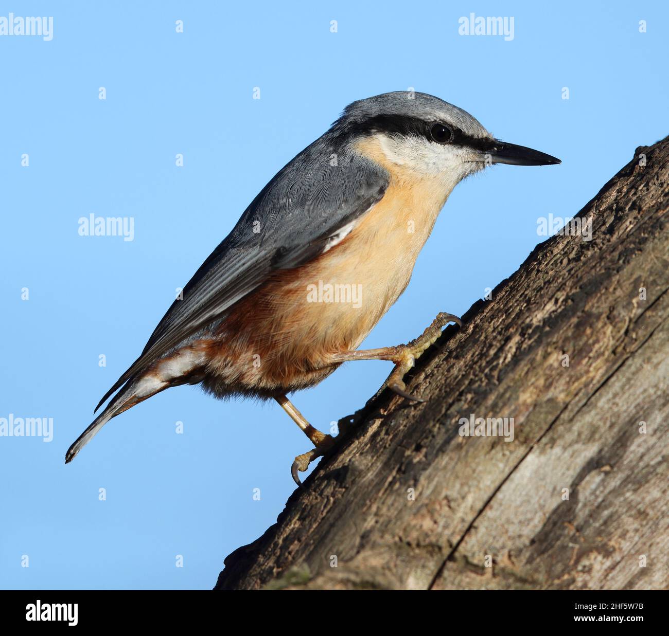 Nuthatch posa bene su un log al sole Foto Stock