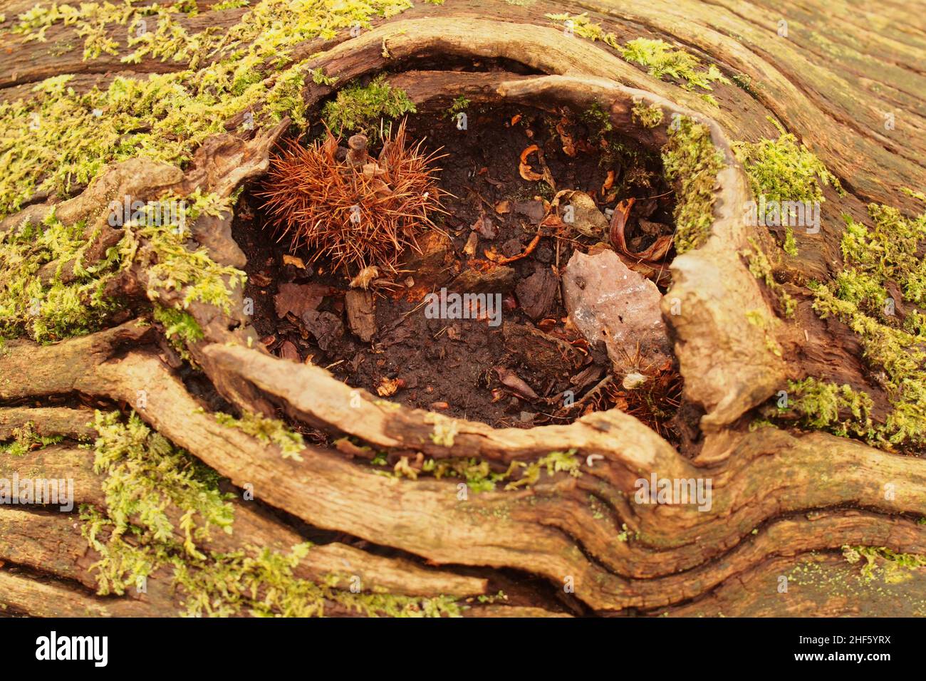 Guardando nel buco lasciato su un tronco di castagno dolce morto, con lichen, dopo che un ramo si è rotto e i detriti di legno d'inverno si sono raccolti Foto Stock