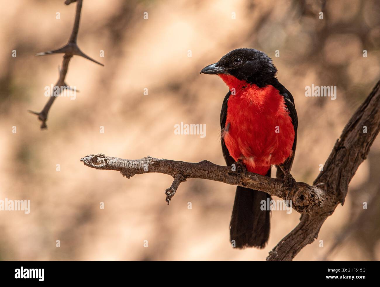 Shrike, bravato di Crimson, nel Kgalagadi Foto Stock