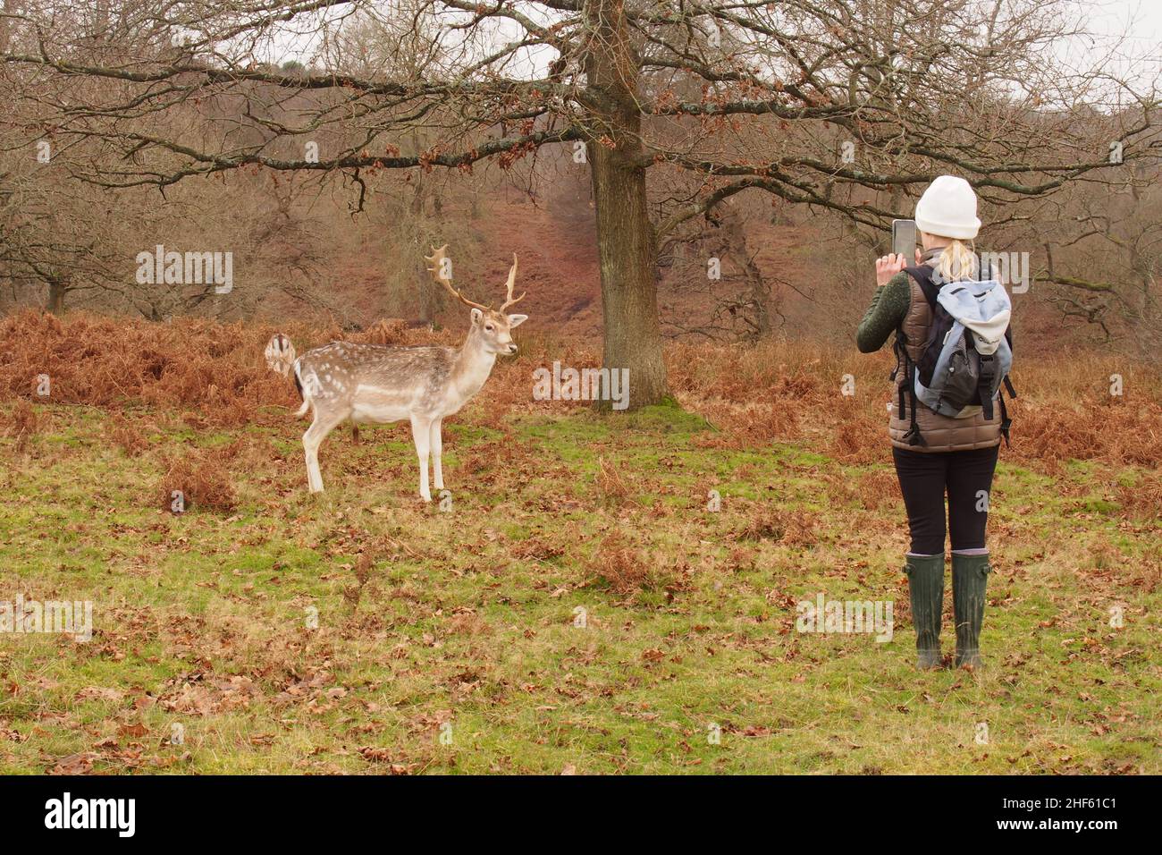 Una giovane donna in stivali wellington, cappello lanoso, scaldabiberon e zaino scattando una foto sul suo smartphone di un cervo maschio in un paesaggio invernale Foto Stock