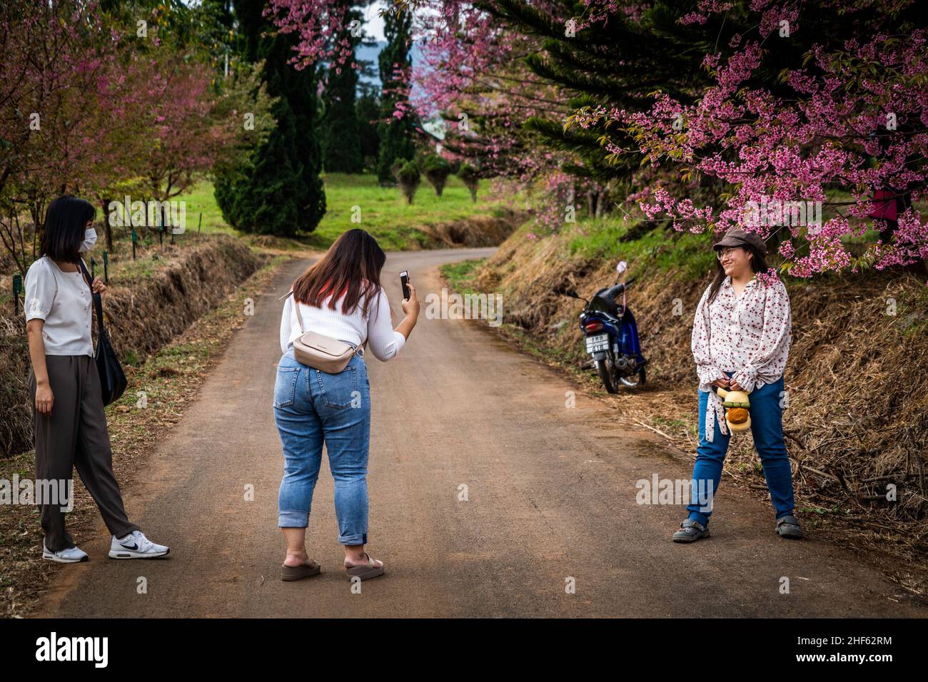 Chiang mai, Tailandia. 14th Jan 2022. Un turista visto in posa per una foto di fronte al Himalayan Cherry Blossom Trees.Tourists visitare il progetto agricolo reale di Khun Wang a Chiang mai per osservare la fioritura dei fiori di ciliegia Himalayan. Questo raro evento naturale si verifica per un breve periodo una volta all'anno nei pressi di Doi Inthanon, la montagna con la vetta più alta della Thailandia. (Foto di Matt Hunt/SOPA Images/Sipa USA) Credit: Sipa USA/Alamy Live News Foto Stock