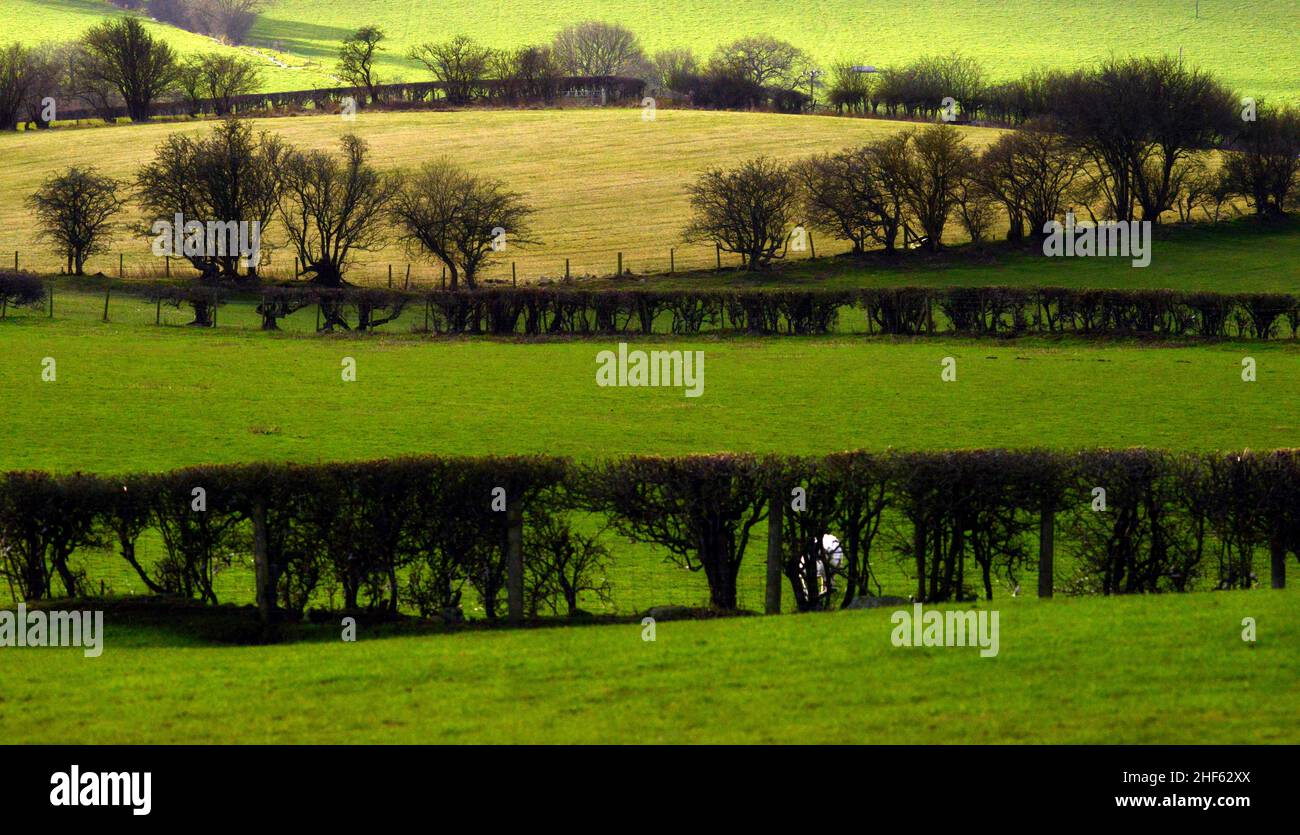 Gwyddelwern, Denbighshire, Regno Unito, Galles, è venuto attraverso questa scena di hedgerows che incrociano i campi, amava le colline ondulate, verde e nero. Foto Stock Gwyddelwern, Denbighshire, Regno Unito, Galles, è venuto attraverso questa scena di hedgerows che incrociano i campi, amava le colline ondulate, verde e nero. Foto Stock