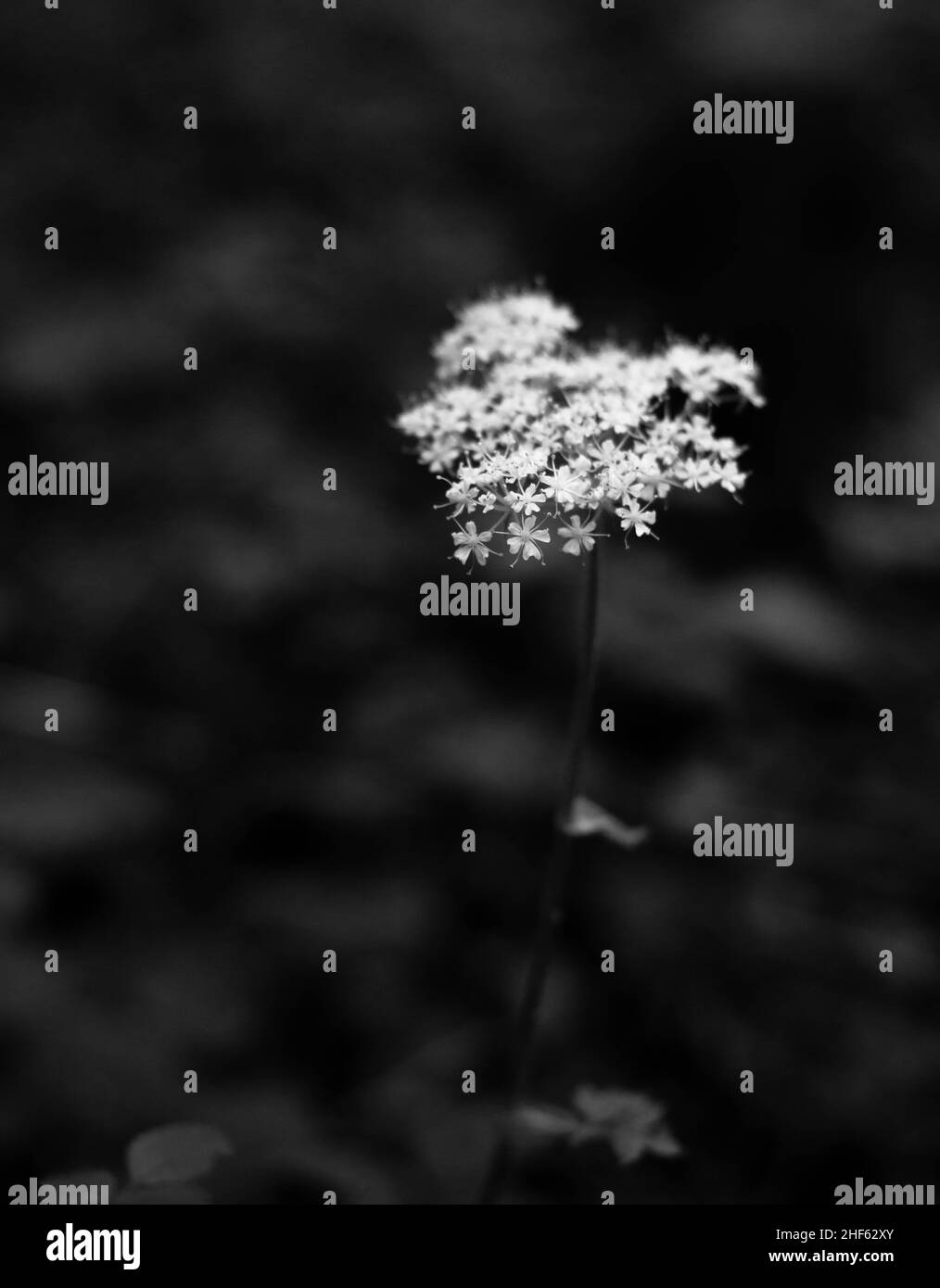 Testa di fiore bianca su sfondo nero. Pensata per l'uso, appendere a parete, sfondo o scheda grafica. Foto Stock