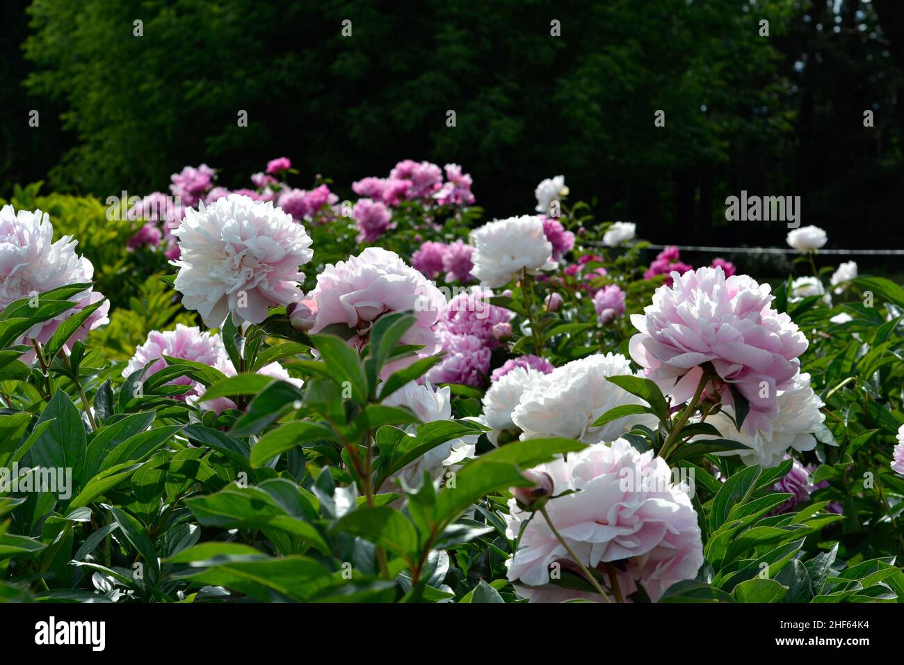 bellissimi fiori di peonia rosa e bianca nel giardino. Foto Stock