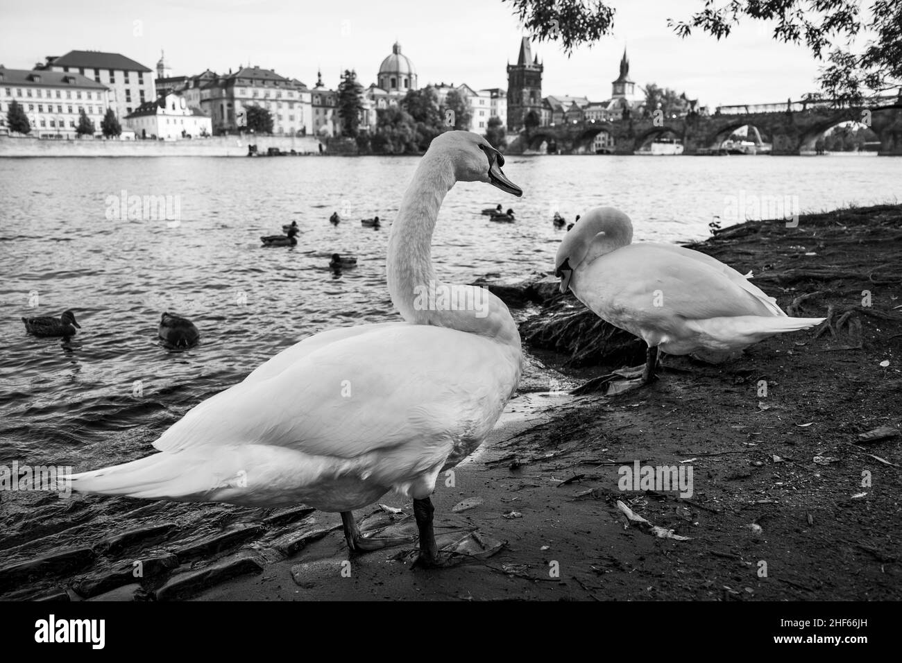 Cigni vicino al fiume Moldava nella città di Praga, Repubblica Ceca. Fotografia in bianco e nero, paesaggio urbano Foto Stock