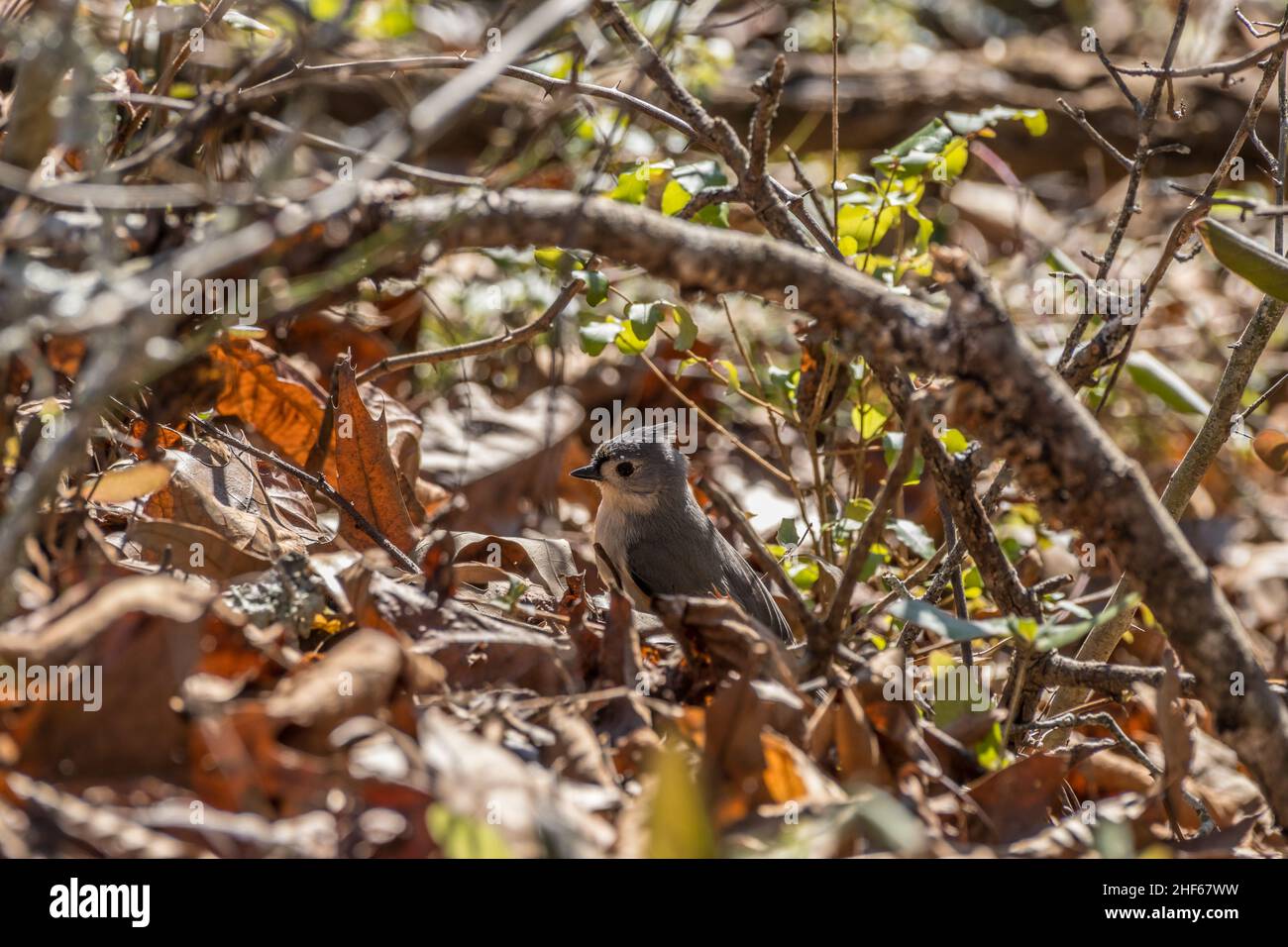 Un giovane uccello di titmouse tufted foraging per alimento attraverso le foglie e ramoscelli del pavimento della foresta con la luce del sole brillante che mette in risalto la piuma Foto Stock