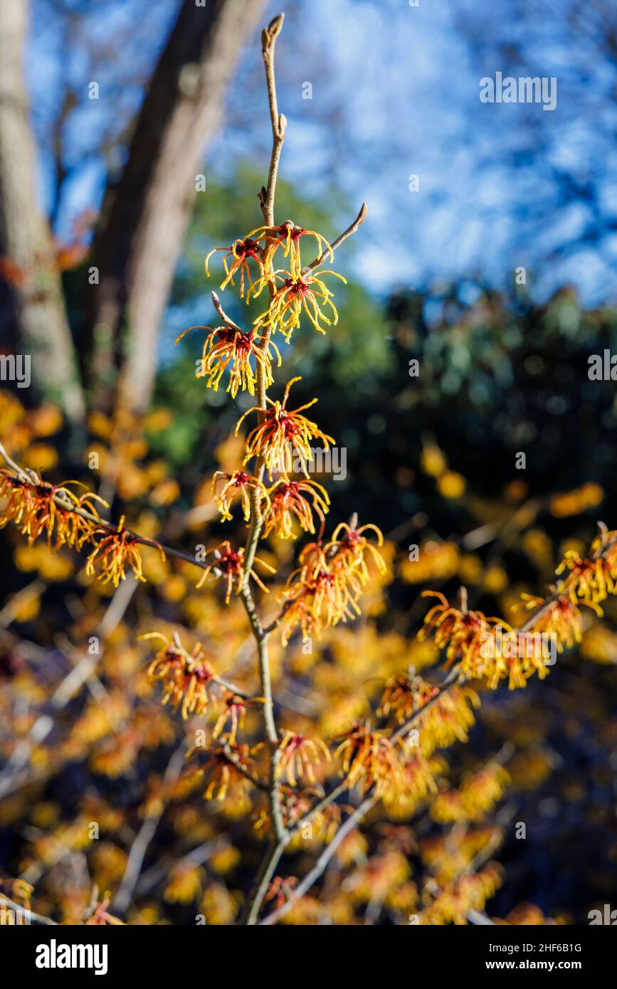 Dal giallo intenso all'arancio dorato, strega-nocciola Hamamelis x intermedia 'Vesna' fioritura nel giardino RHS, Wisley, Surrey in inverno Foto Stock