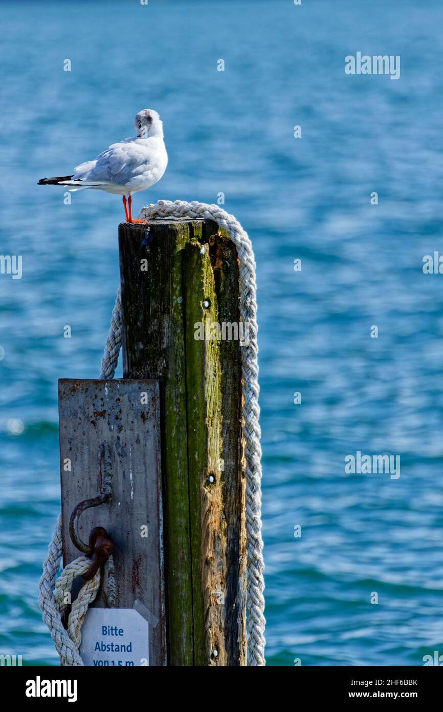 Un gabbiano siede su un delfino Foto Stock