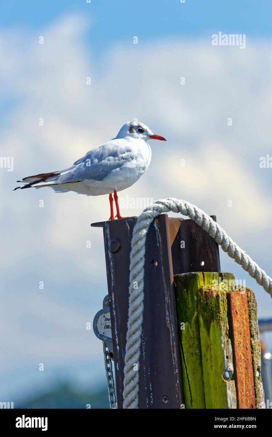 Un gabbiano siede su un delfino Foto Stock